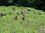 Click on thumbnail for larger photo