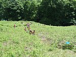 Click on thumbnail for larger photo