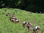 Click on thumbnail for larger photo